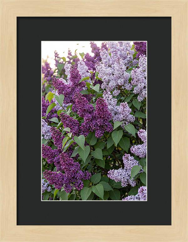 Spring Lilac Blooms