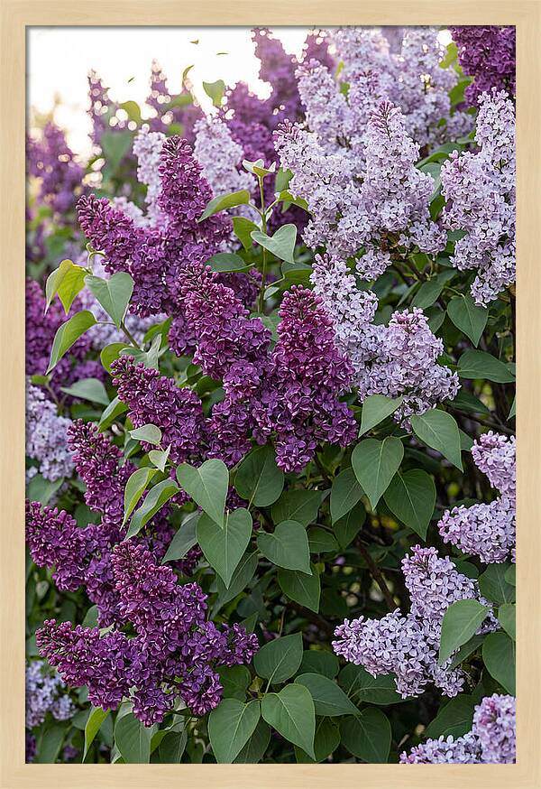 Spring Lilac Blooms
