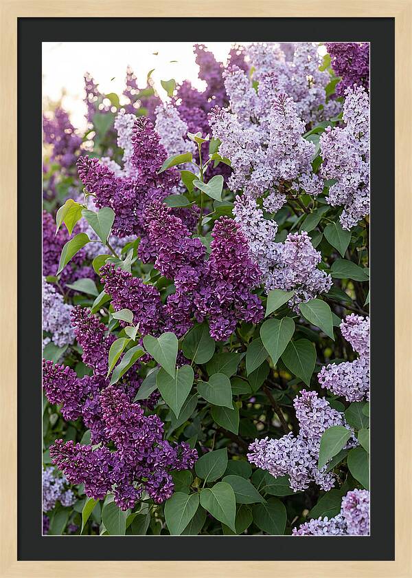Spring Lilac Blooms