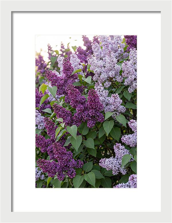Spring Lilac Blooms