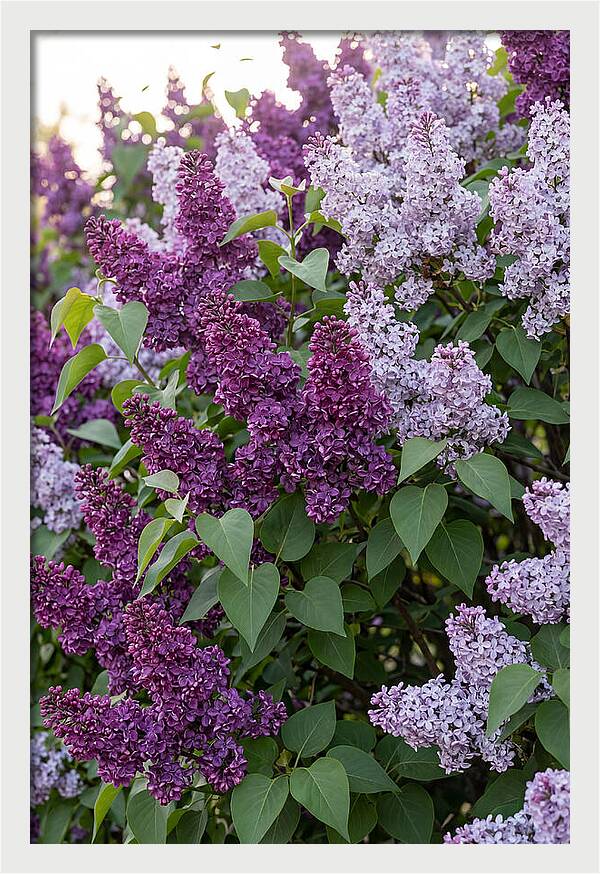 Spring Lilac Blooms