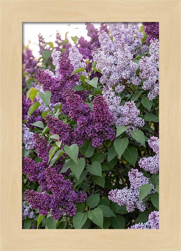 Spring Lilac Blooms