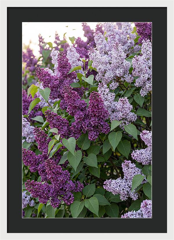 Spring Lilac Blooms