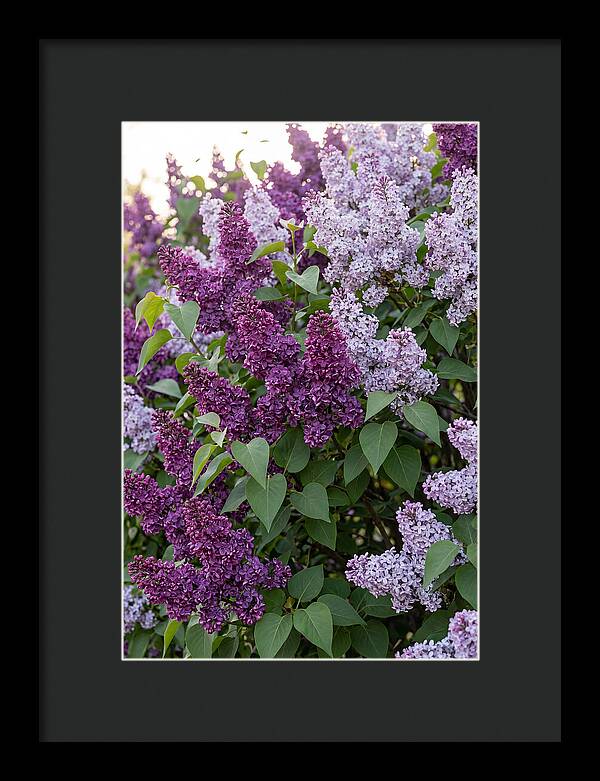 Spring Lilac Blooms