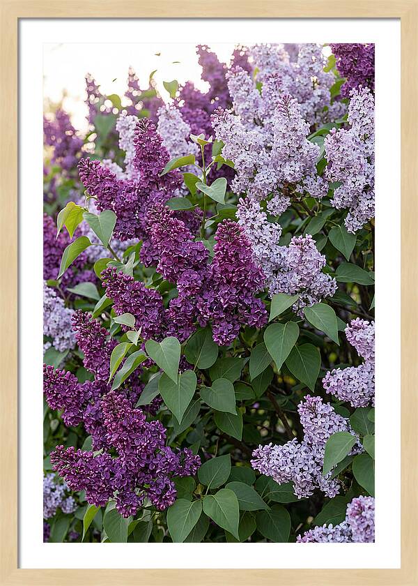 Spring Lilac Blooms