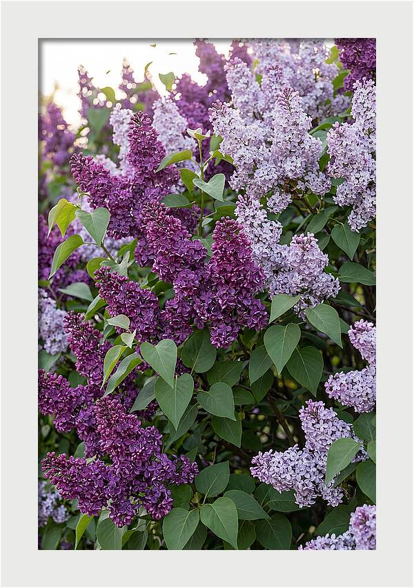 Spring Lilac Blooms