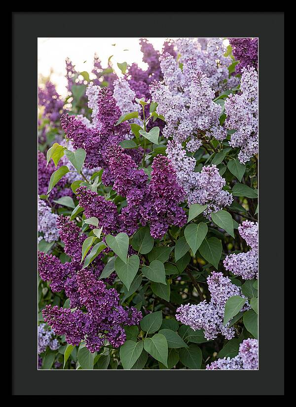 Spring Lilac Blooms
