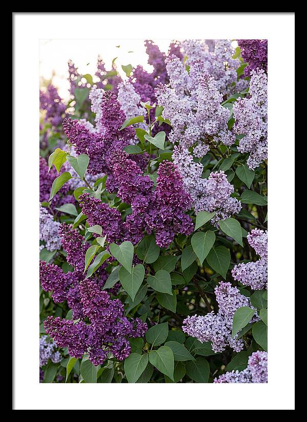 Spring Lilac Blooms