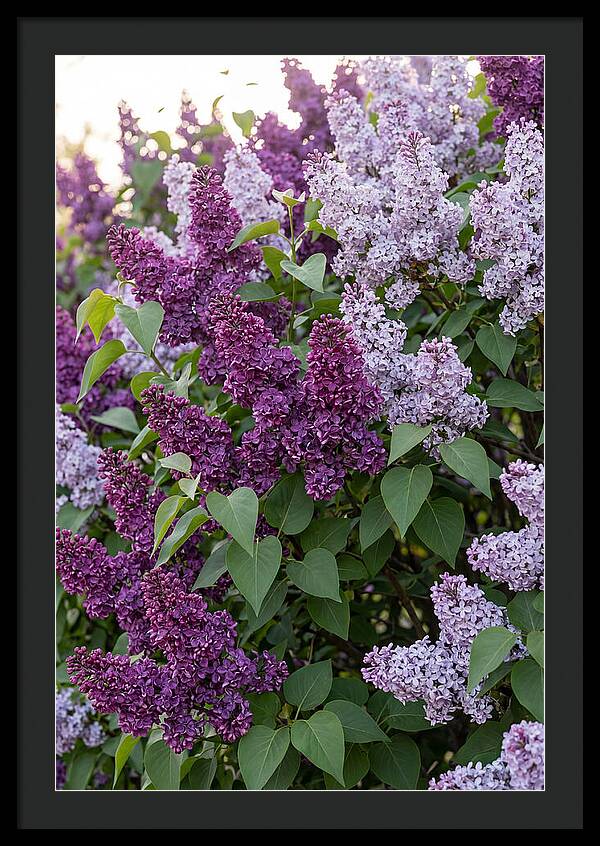 Spring Lilac Blooms