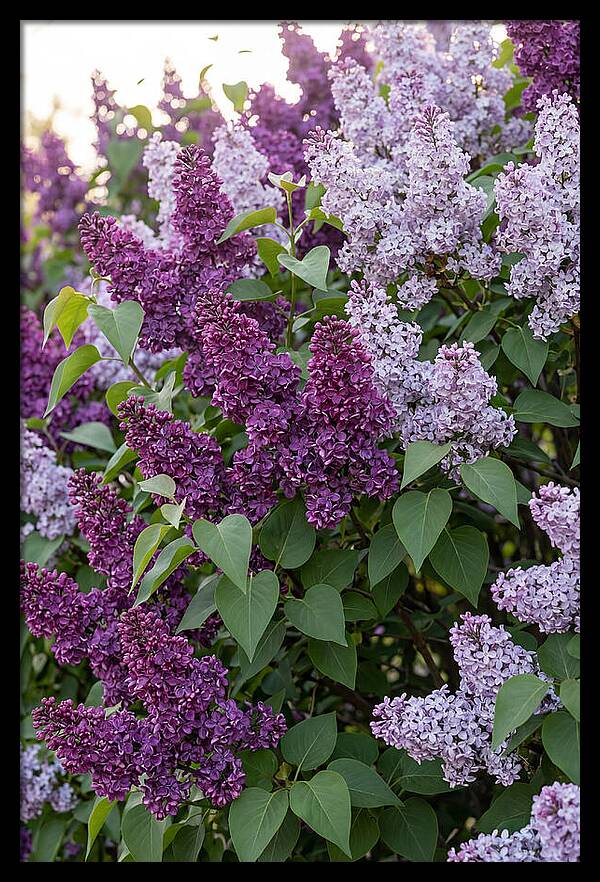 Spring Lilac Blooms
