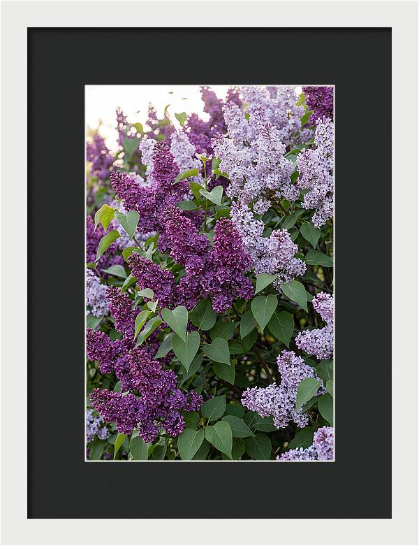 Spring Lilac Blooms