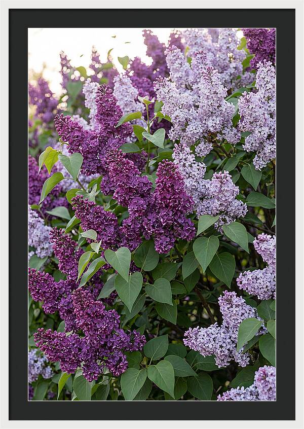 Spring Lilac Blooms