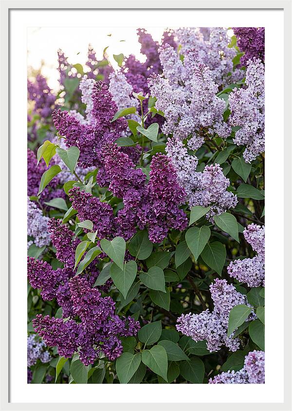 Spring Lilac Blooms