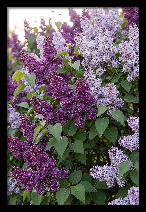 Spring Lilac Blooms