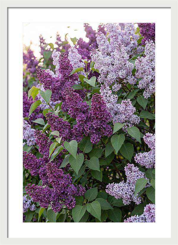 Spring Lilac Blooms