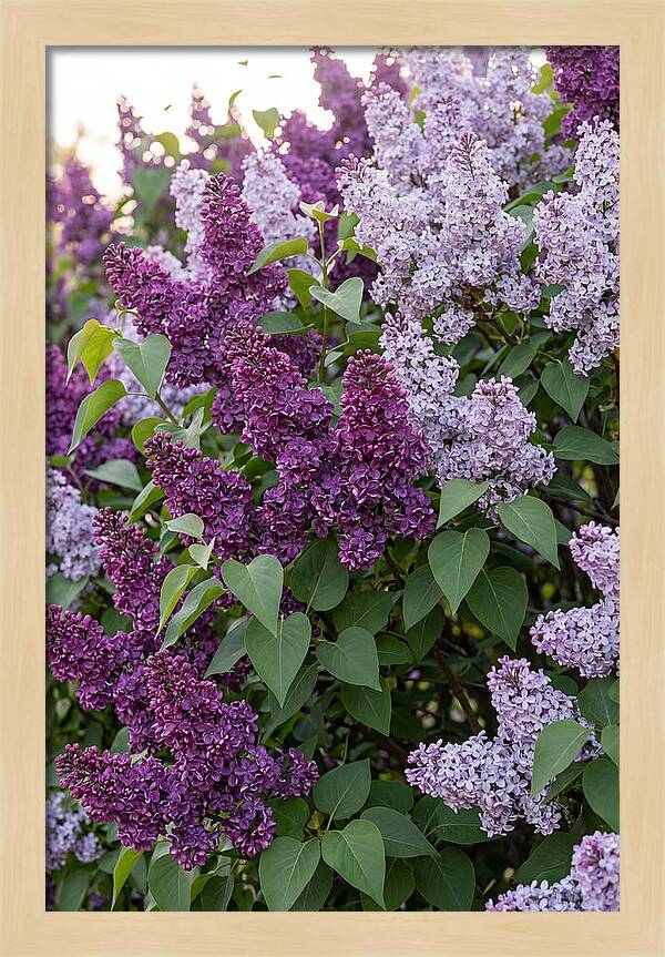 Spring Lilac Blooms