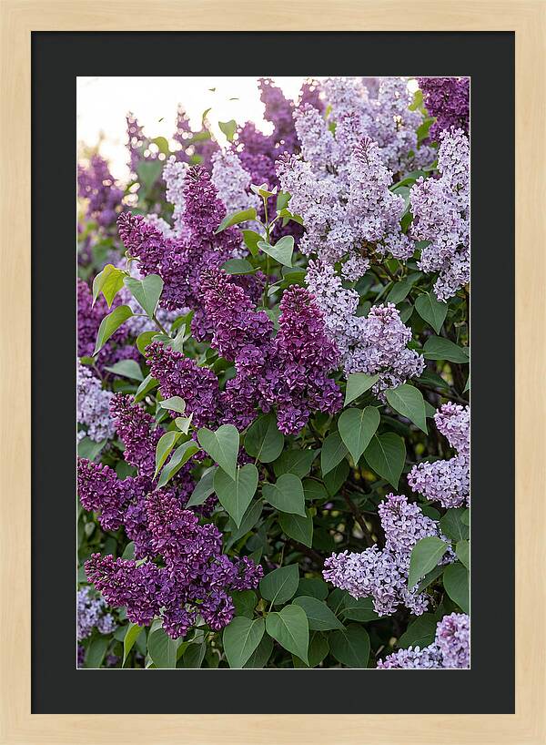 Spring Lilac Blooms