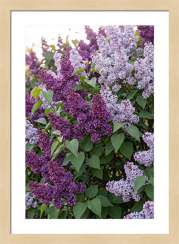 Spring Lilac Blooms