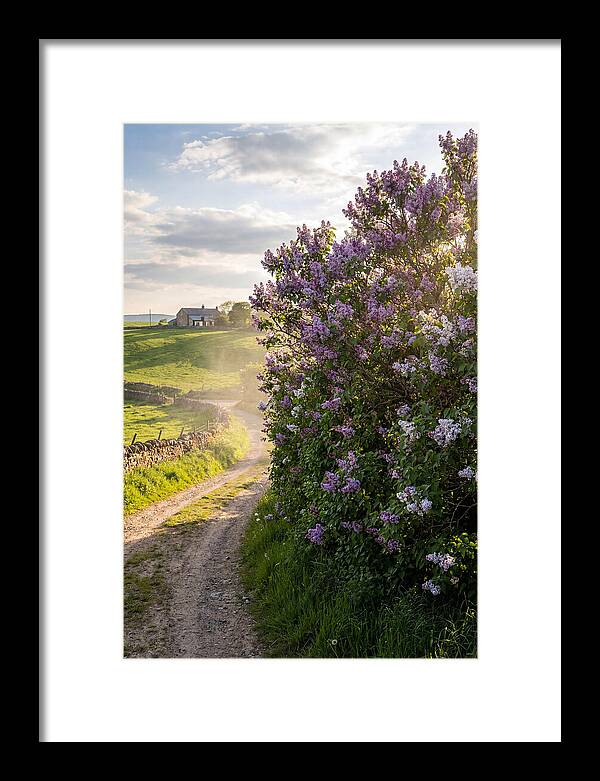 Spring Lilac Pathway