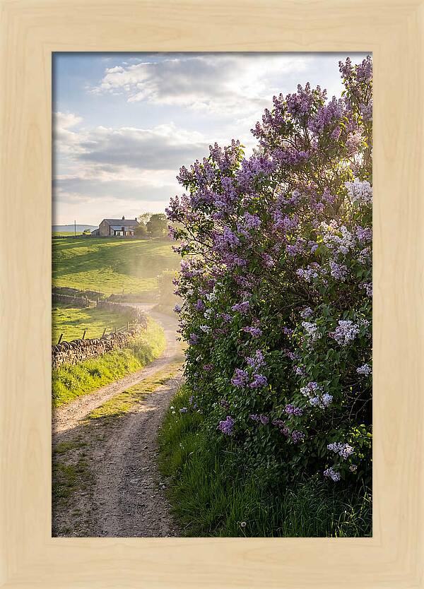 Spring Lilac Pathway