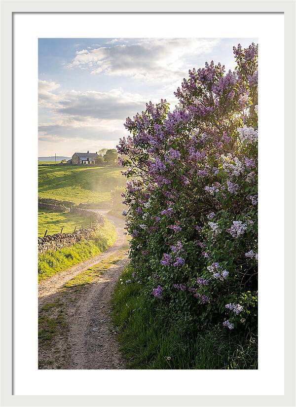 Spring Lilac Pathway