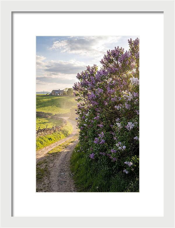 Spring Lilac Pathway