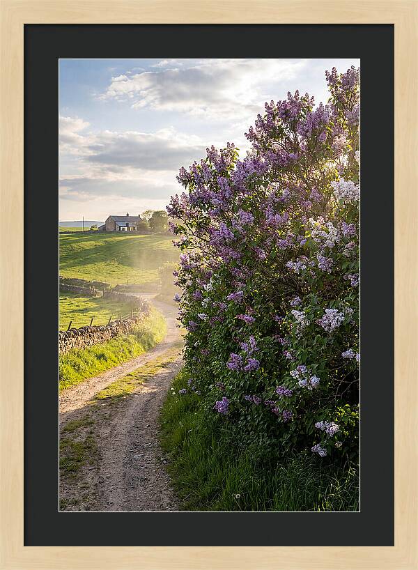 Spring Lilac Pathway