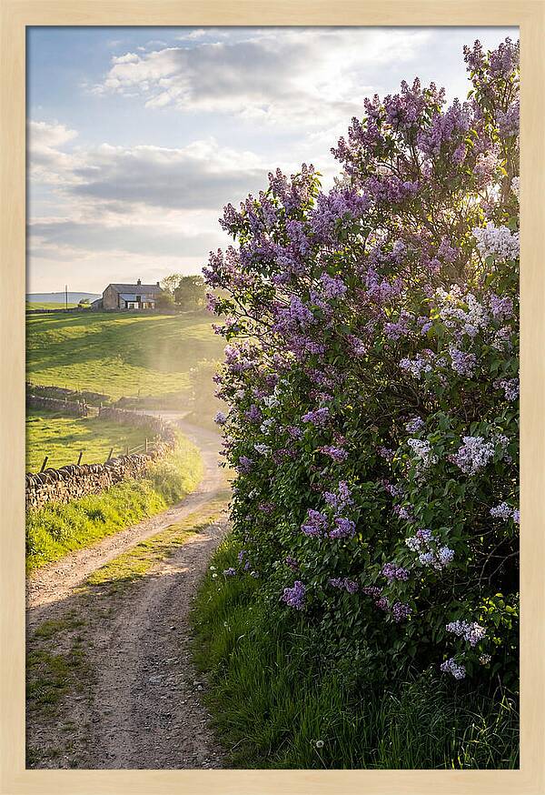 Spring Lilac Pathway