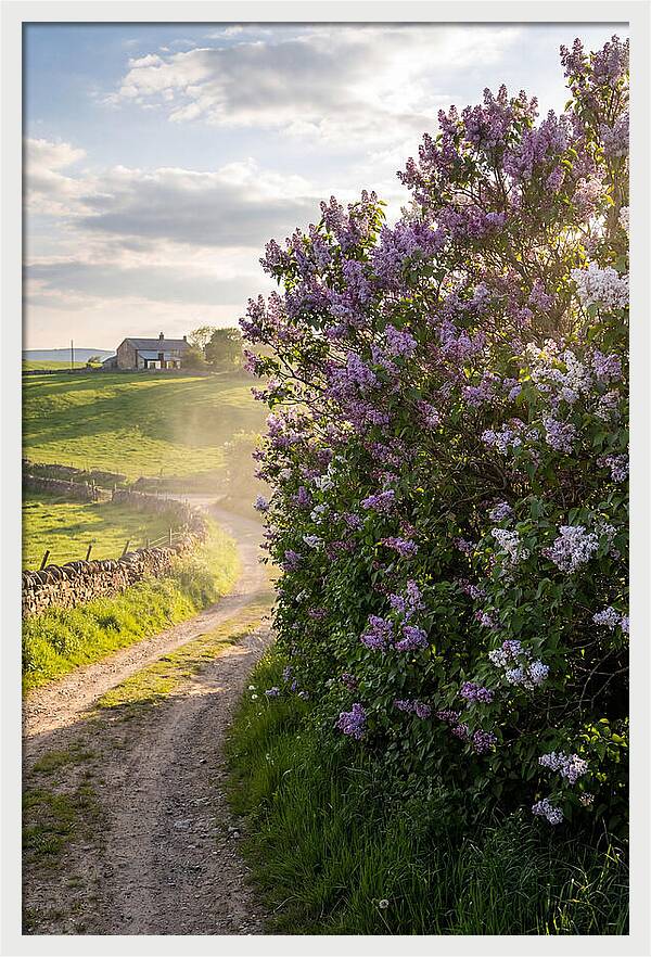 Spring Lilac Pathway
