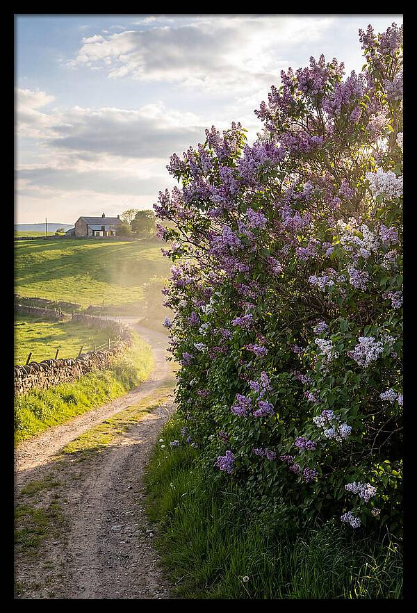 Spring Lilac Pathway
