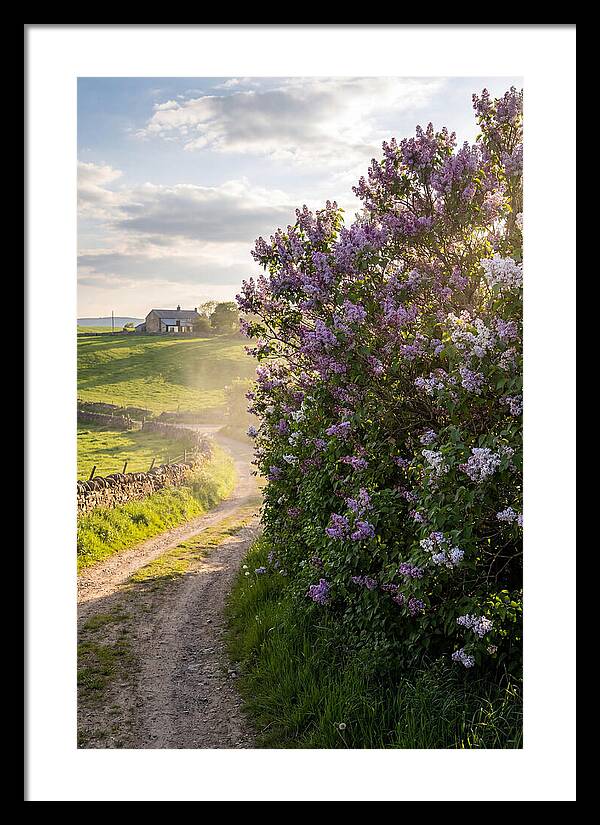 Spring Lilac Pathway