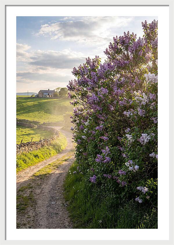 Spring Lilac Pathway