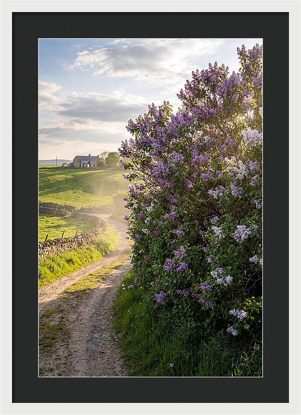 Spring Lilac Pathway