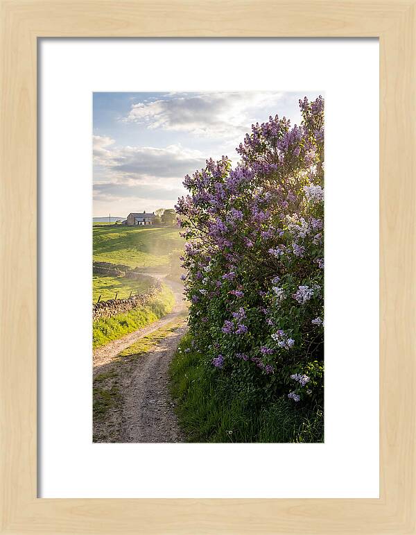 Spring Lilac Pathway