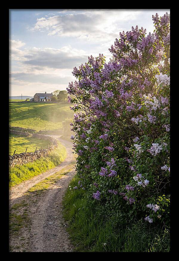 Spring Lilac Pathway