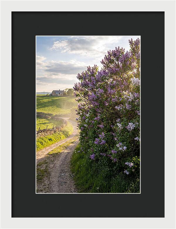 Spring Lilac Pathway