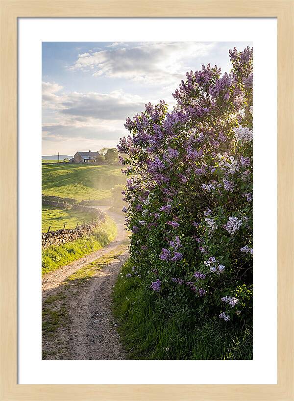 Spring Lilac Pathway