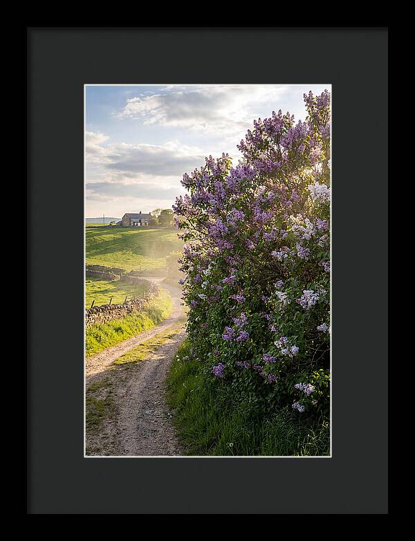 Spring Lilac Pathway