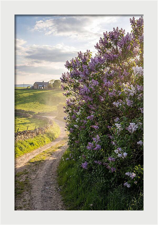 Spring Lilac Pathway