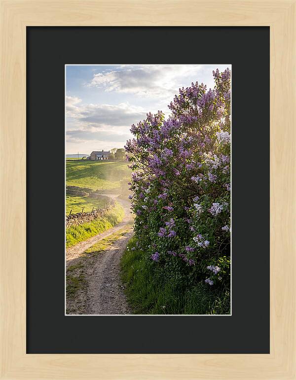 Spring Lilac Pathway
