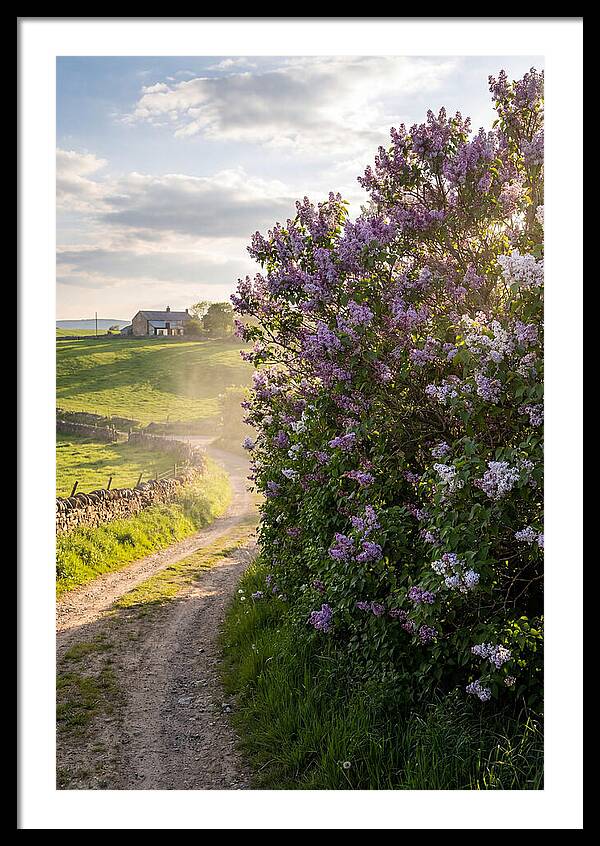 Spring Lilac Pathway