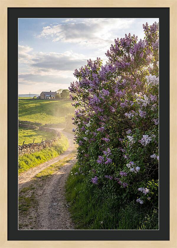 Spring Lilac Pathway