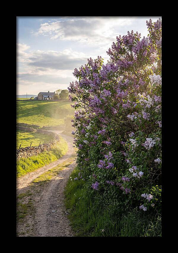 Spring Lilac Pathway