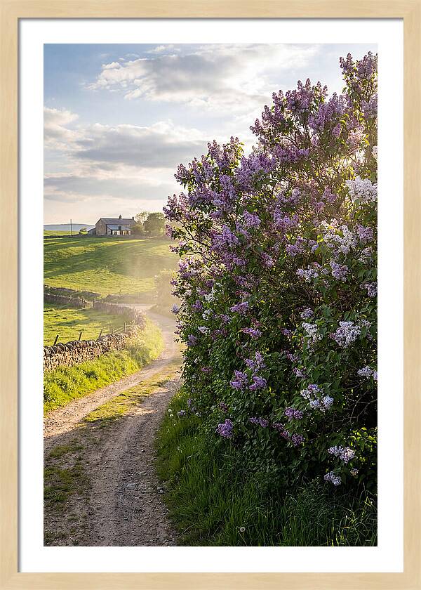 Spring Lilac Pathway
