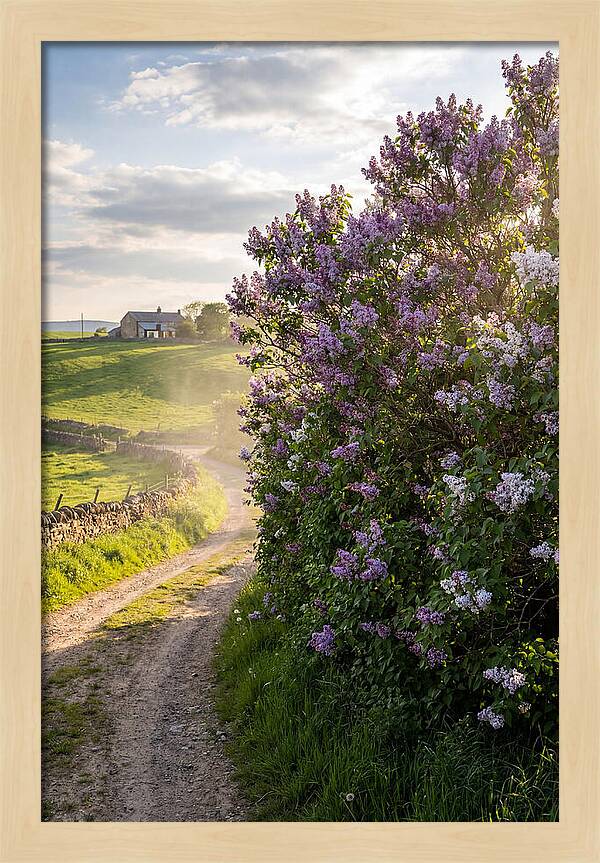 Spring Lilac Pathway