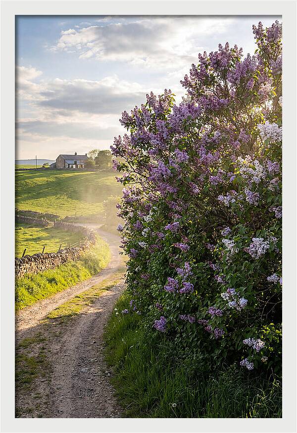 Spring Lilac Pathway