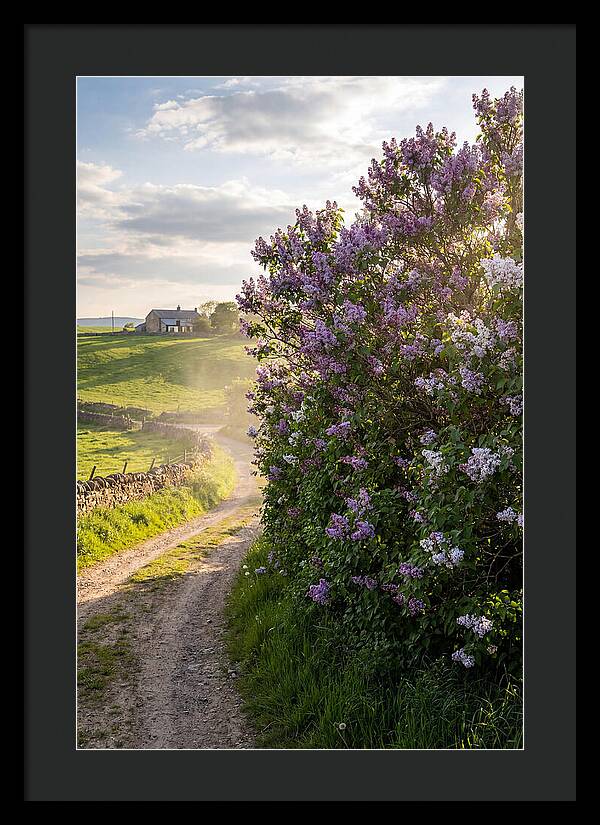 Spring Lilac Pathway