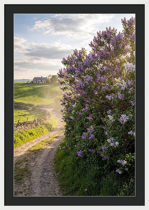 Spring Lilac Pathway