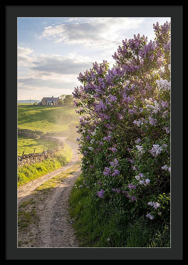 Spring Lilac Pathway