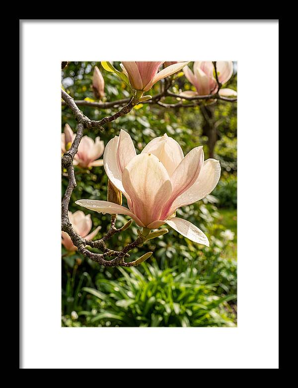 Spring Magnolia Blossom